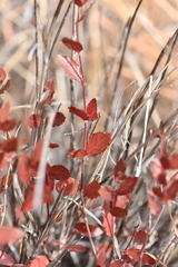 Mandevilla brachysiphon