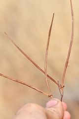 Mandevilla brachysiphon