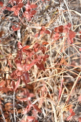 Mandevilla brachysiphon