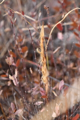 Mandevilla brachysiphon