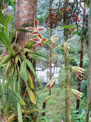 Oncidium mirandum, photograph (c) Daniel Mesa, some rights reserved (CC BY)