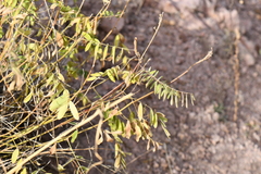 Eysenhardtia orthocarpa