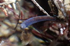 Cerebratulus albifrons