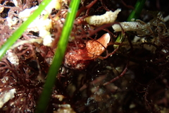 Cerebratulus albifrons