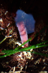 Cerebratulus albifrons
