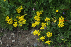Polygala caucasica