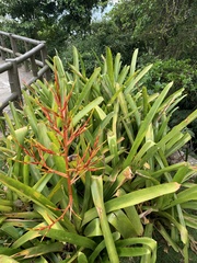 Aechmea blanchetiana