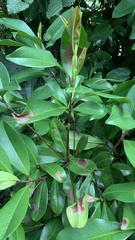 Eugenia brasiliensis