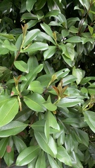Eugenia brasiliensis