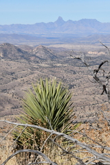 Yucca madrensis