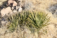 Yucca madrensis