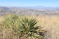 Yucca madrensis