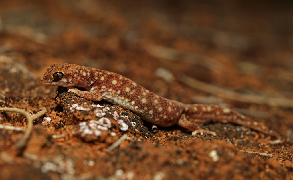 Eastern Beaked Gecko