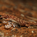 Eastern Beaked Gecko - Photo (c) Owen Lishmund, some rights reserved (CC BY-NC), uploaded by Owen Lishmund