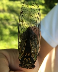 Auritibicen japonicus