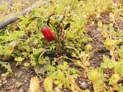 Capsicum annuum annuum