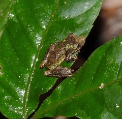 Scinax garbei