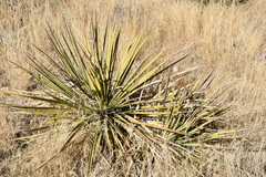 Yucca baccata brevifolia