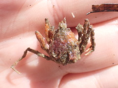 Pyromaia tuberculata