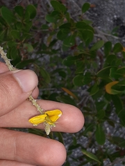 Sophora tomentosa