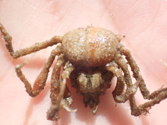 Pyromaia tuberculata