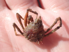 Pyromaia tuberculata