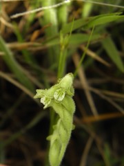 Lyroglossa grisebachii