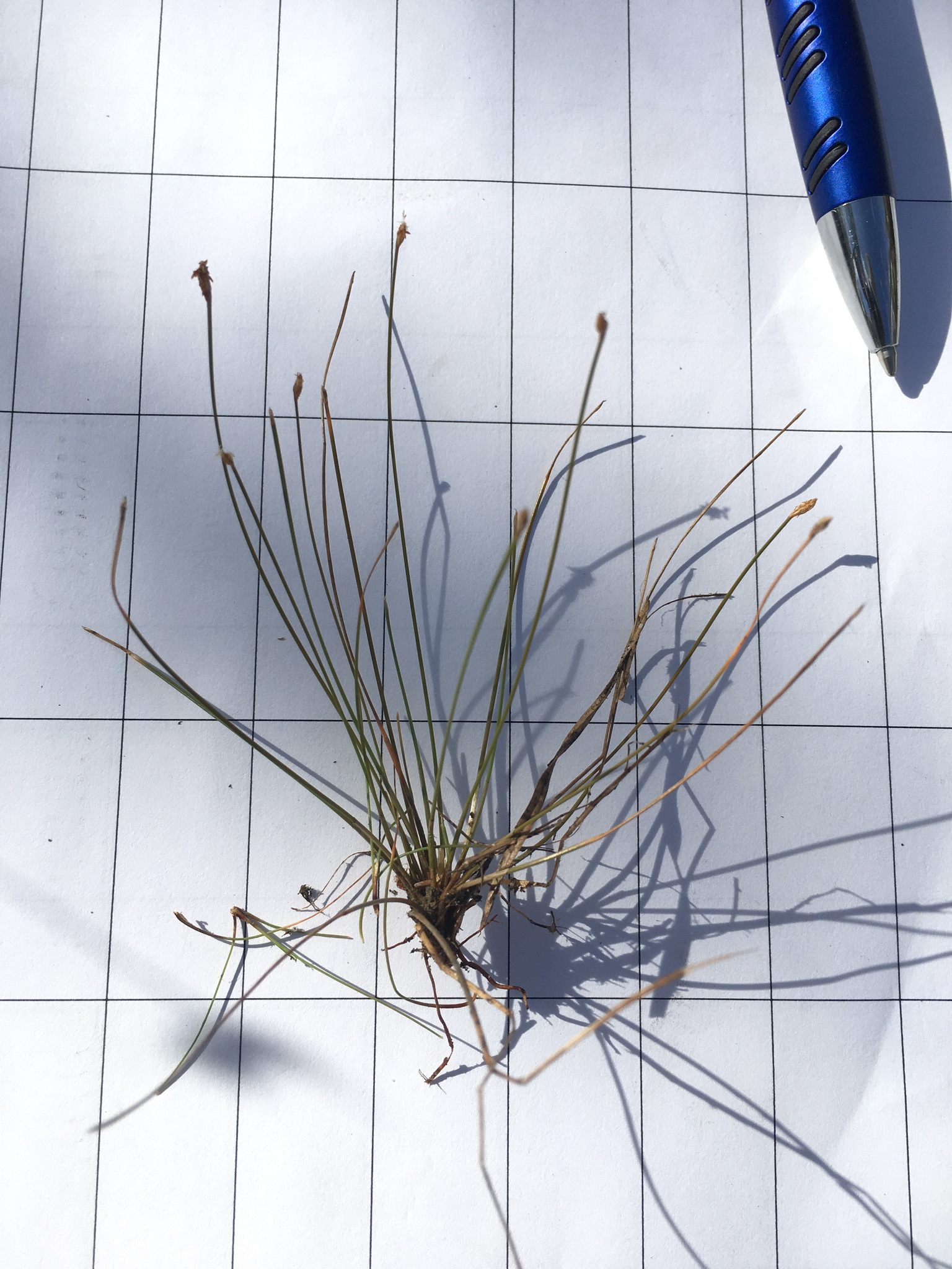 Eleocharis vivipara