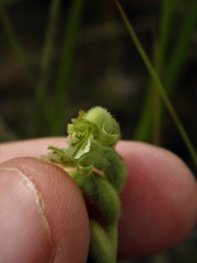 Lyroglossa grisebachii