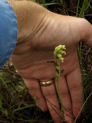Lyroglossa grisebachii