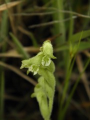 Lyroglossa grisebachii