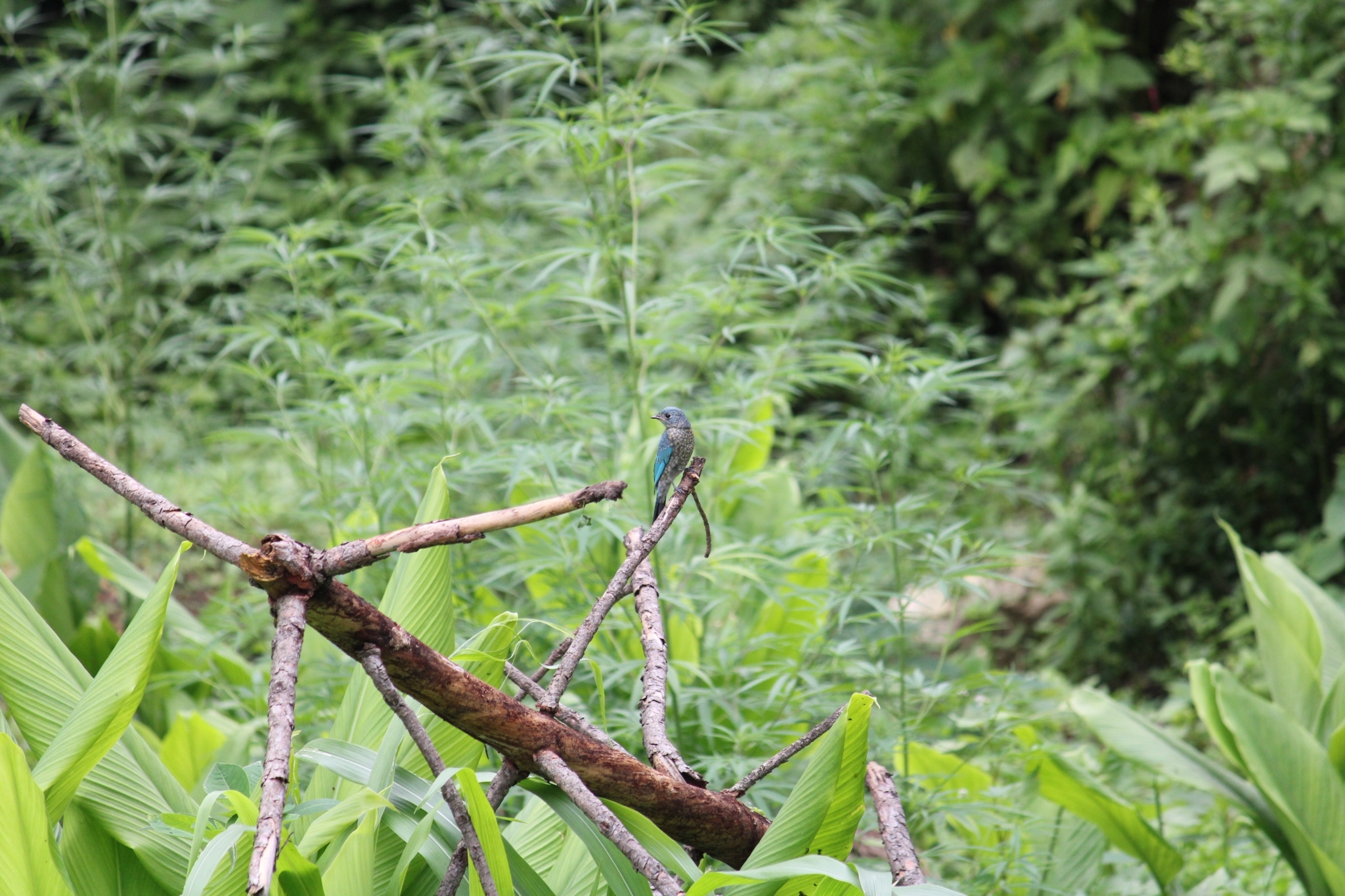 Verditer Flycatcher