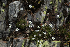 Cherleria circassica