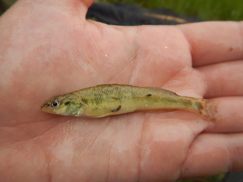 Dusky darter (Percina sciera) — Percidae — 2