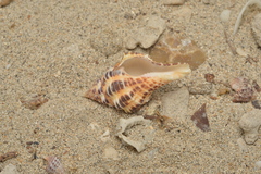Latirus polygonus