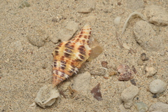 Latirus polygonus