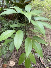 Crateva adansonii formosensis