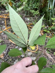 Crateva adansonii formosensis