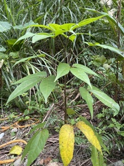 Crateva adansonii formosensis