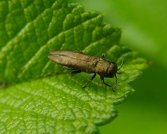 Agrilus cuprescens