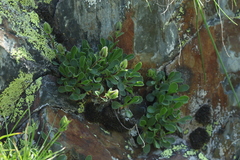 Campanula tridentata biebersteiniana