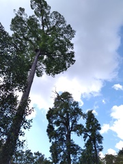 Ulmus mexicana