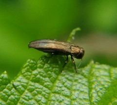 Agrilus cuprescens