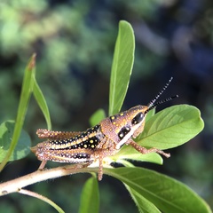 Monistria pustulifera