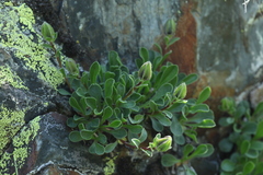 Campanula tridentata biebersteiniana