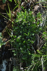 Campanula tridentata biebersteiniana