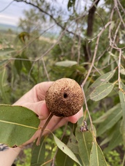 Cystococcus echiniformis