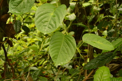 Passiflora quadrangularis image
