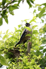Garrulus lanceolatus