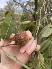Cystococcus echiniformis